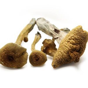 ALACABENZI STRAIN MUSHROOMS